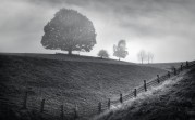 galleryImage