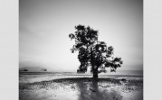 galleryImage